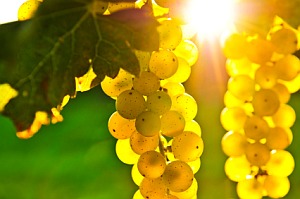 Sprzedaję winogrona – odmiany Pamid, Cabernet Sauvignon, Muscat Ottonel, Rkatsiteli