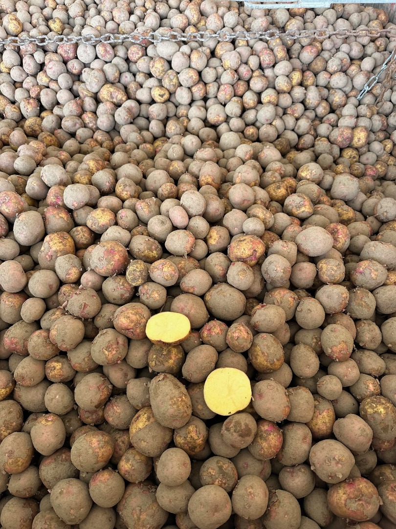 Oferujemy polskie ziemniaki odmiany Fontane do produkcji frytek