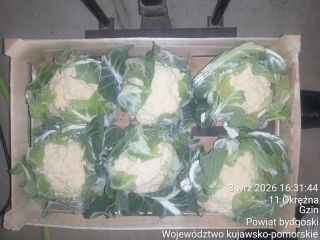 We offer cauliflowers packed in crates of either 6