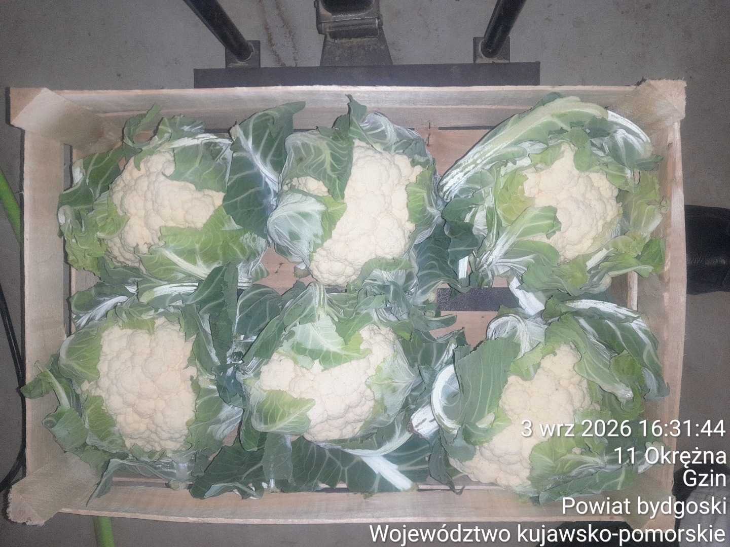 We offer cauliflowers packed in crates of either 6 or 8 heads