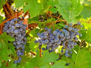 Winogrona Cabernet Sauvignon i Merlot uprawiane w regionie winiarskim