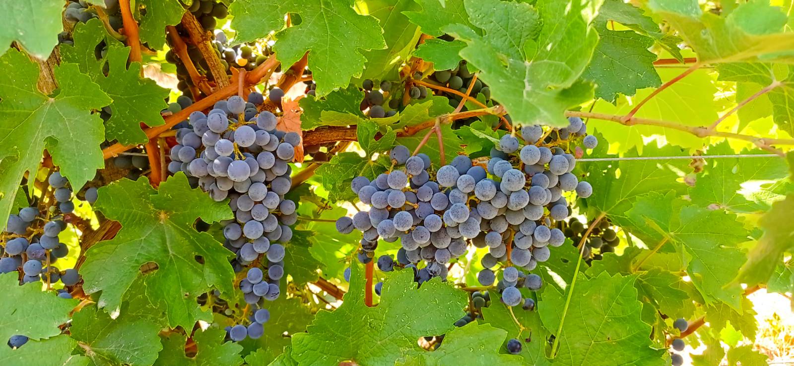 Winogrona Cabernet Sauvignon i Merlot uprawiane w regionie winiarskim Szekszárd są na sprzedaż