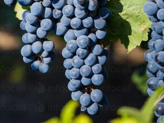 Producent. Sprzedaję winogrona – odmiany Pamid i Cabernet Sauvignon.