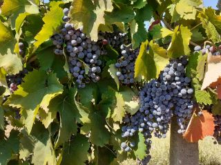 Winogrona na sprzedaż w Matejevac (Nisz): Cabernet Sauvignon, Sauvignon
