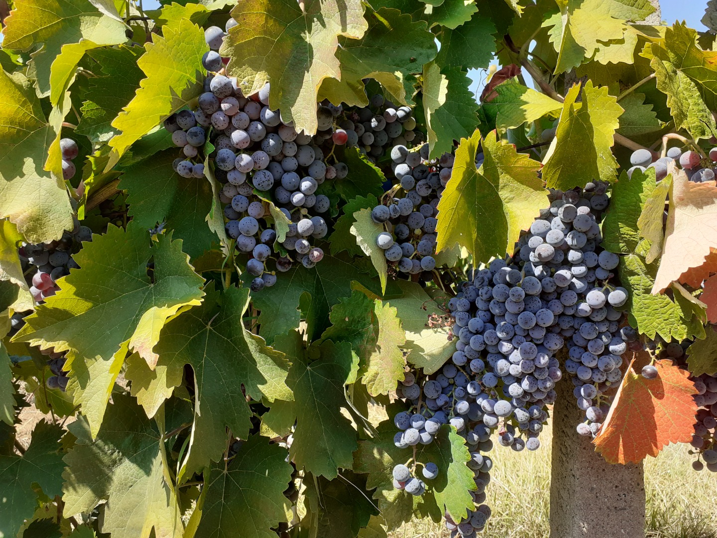 Winogrona na sprzedaż w Matejevac (Nisz): Cabernet Sauvignon, Sauvignon Blanc, Prokupac, Vranac i Smederevka