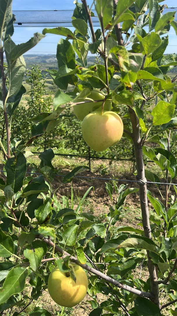 Witamy, jesteśmy rodziną produkującą ekologiczne jabłka, 5 odmian: Golden Delicious, Red Delicious, Granny Smith, Braerbun, Najadared