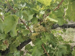 Dojrzałe winogrona Sauvignon Blanc na krzewie. Zdrowe, zielone liście