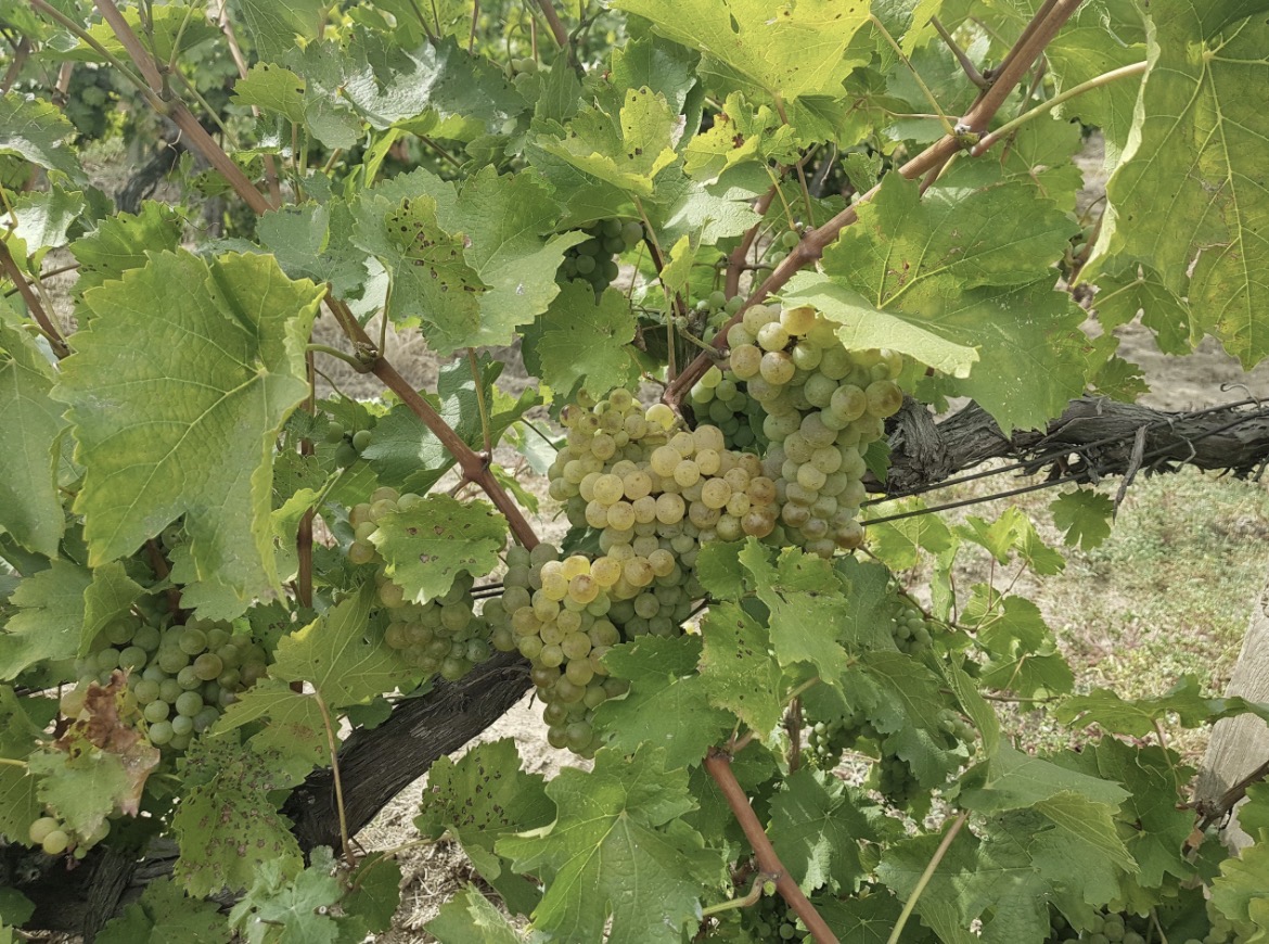 Dojrzałe winogrona Sauvignon Blanc na krzewie