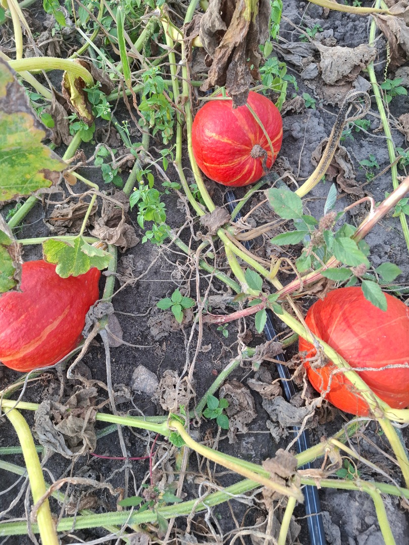 Sprzedam dynię hokkaido ładnie wybarwiona, różnej wielkości