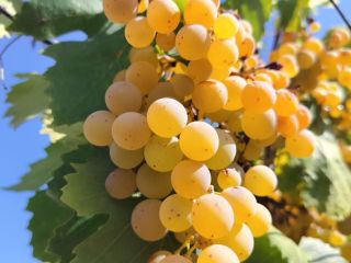 Organiczne białe winogrona odmiany Malvasia sprzedawane są w cenie