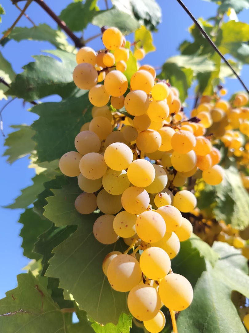 Organiczne białe winogrona odmiany Malvasia sprzedawane są w cenie 50 euro za kwintal