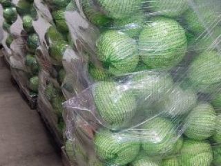 Sprzedam Kapustę Białą,Włoską,Czerwoną -Ilości Tirowe. Kaliber od 1 kg