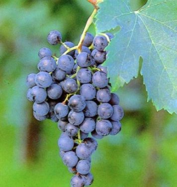 Sprzedam winogrona MERLO