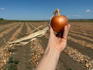 Oferujemy wysokiej jakości świeżą cebulę, uprawianą i pakowaną w
