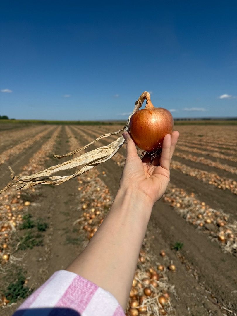 Oferujemy wysokiej jakości świeżą cebulę, uprawianą i pakowaną w Rumunii, dostępną na zamówienia hurtowe
