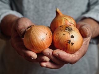Dostawy cebuli żółtej i cebuli czerwonej luzem – świeże