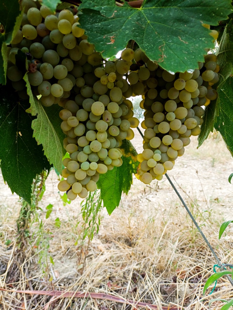 Winogrona na sprzedaż w okolicach Benevento, dostępne odmiany: - AGLIANICO DEL SANNIO - AGLIANICO DEL TABURNO - MONTEPULCIANO - BARBERA DEL SANNIO - LAMBRUSCO