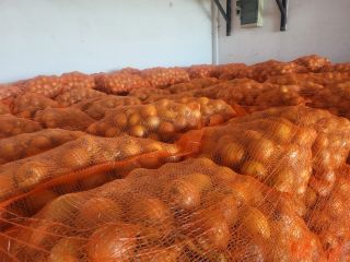 Oferujemy cebulę żółtą. Worki 10/15 kg. Dostarczamy ją własnym