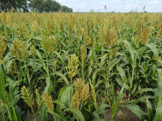 Dzień dobry, sprzedam 17 hektarów SORGO - na zielonkę