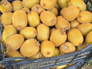 Świeże kiwi Hayward – Hurt Świeże, lokalnie uprawiane kiwi