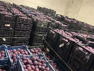 Sprzedam 10 ton prezydenta , towar zerwany chłodzony sztywny