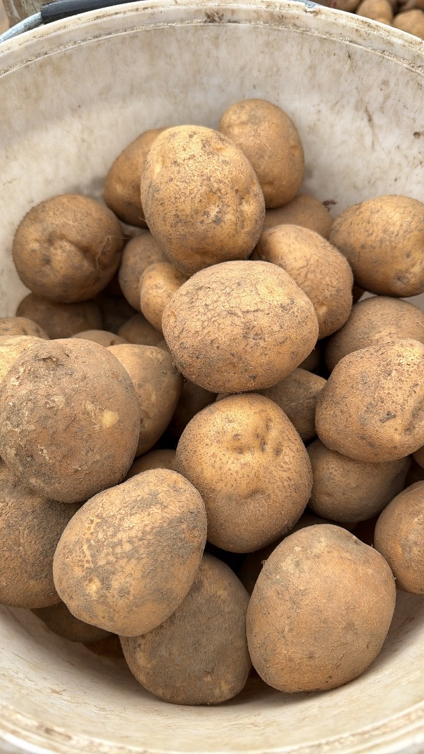 Sprzedam Vineta 2 zł jadalne za kg i gorszy sor 1zl/kg pakowane wszystko po 50 kg