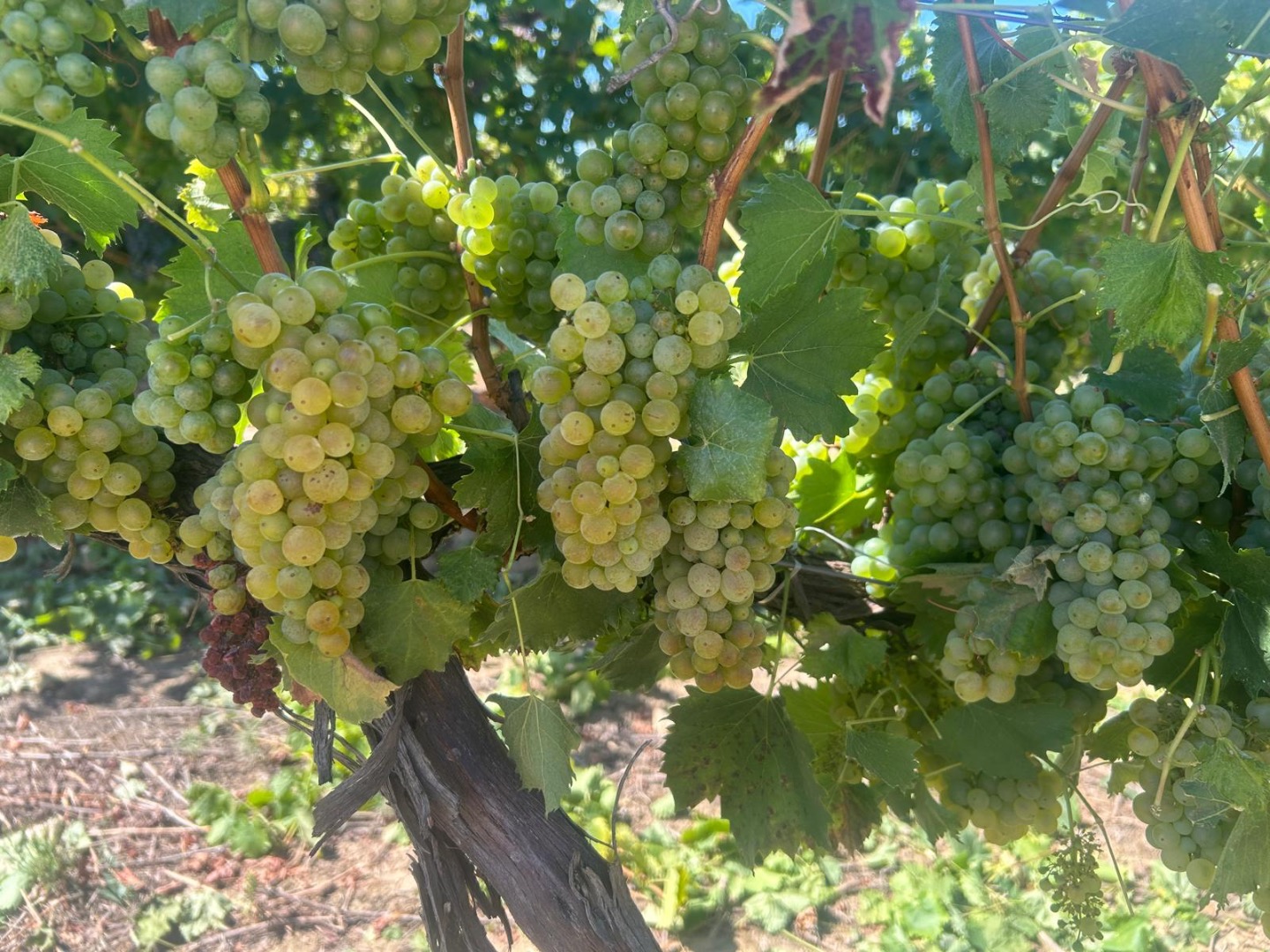 Winogrona na sprzedaż bezpośrednio od producenta w Ostrov, w okręgu Konstanca, w Rumunii