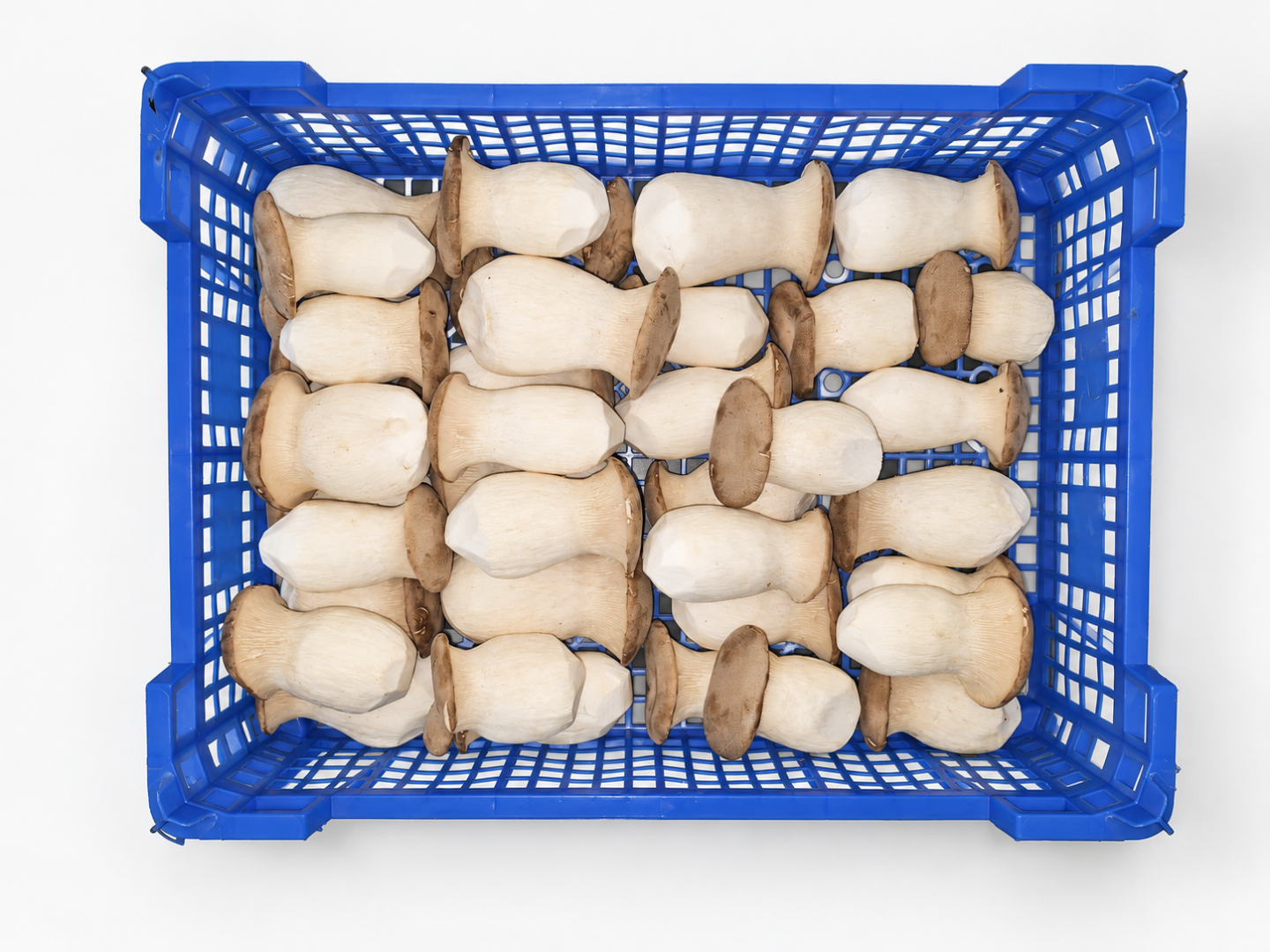 Świeże boczniaki królewskie (eryngii) – bezpośrednio od producenta