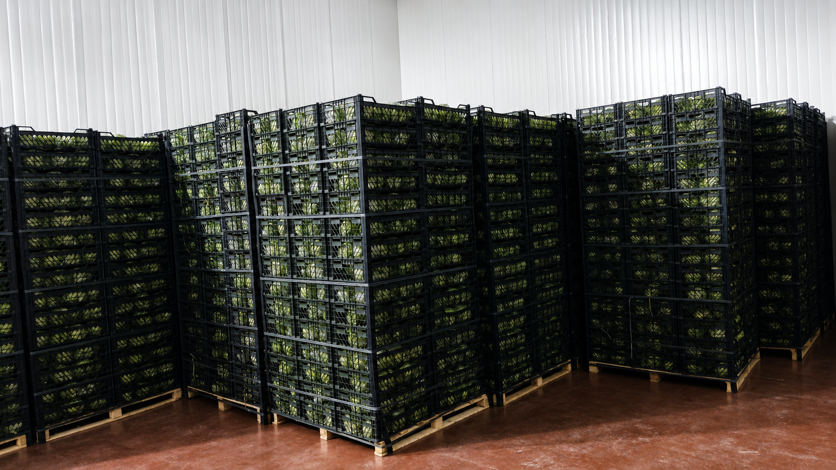 Fresh Iceberg Lettuce We work directly with farmers and have successful experience supplying large retail chains