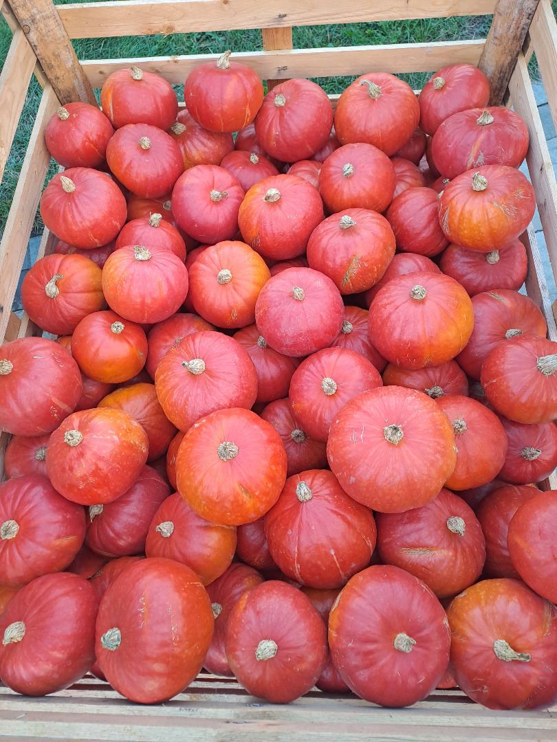 Dynia hokkaido, sprawdzone odmiany, wybarwiona, więcej informacji telefonicznie Posiadam też: piżmową, halloween (do 4 kg)