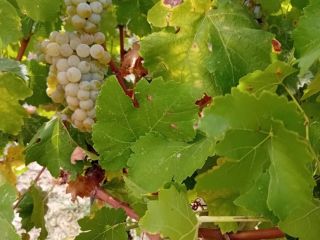 Sprzedam świeże winogrona odmiany Muscat Ottonel w cenie 3