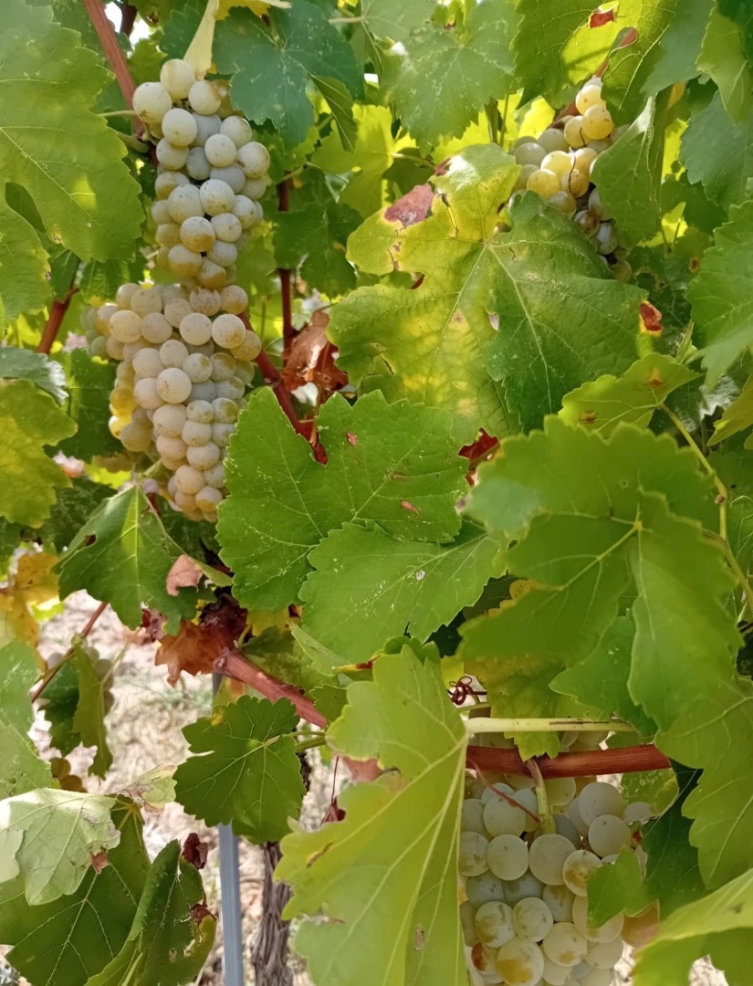 Sprzedam świeże winogrona odmiany Muscat Ottonel w cenie 3 ron/kg i Merlot w cenie 2,5 ron/kg