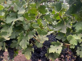 Sprzedaję winogrona odmiany Merlot. Piękne, słodkie i dobrze dojrzałe,