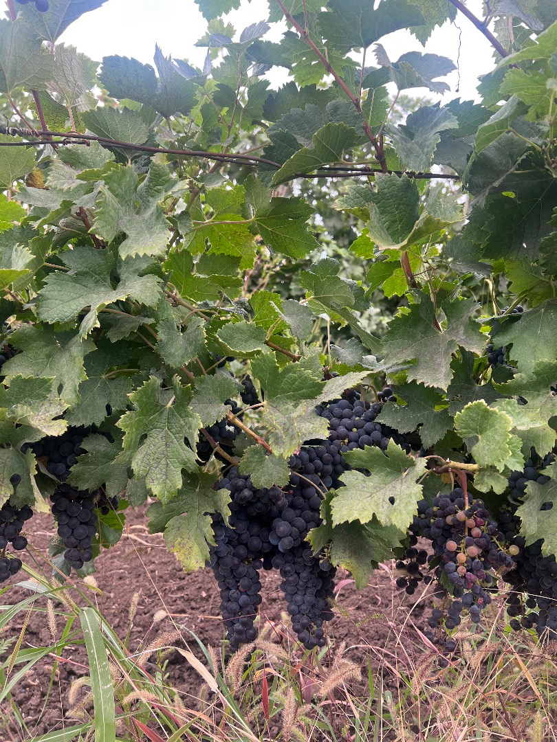 Sprzedaję winogrona odmiany Merlot
