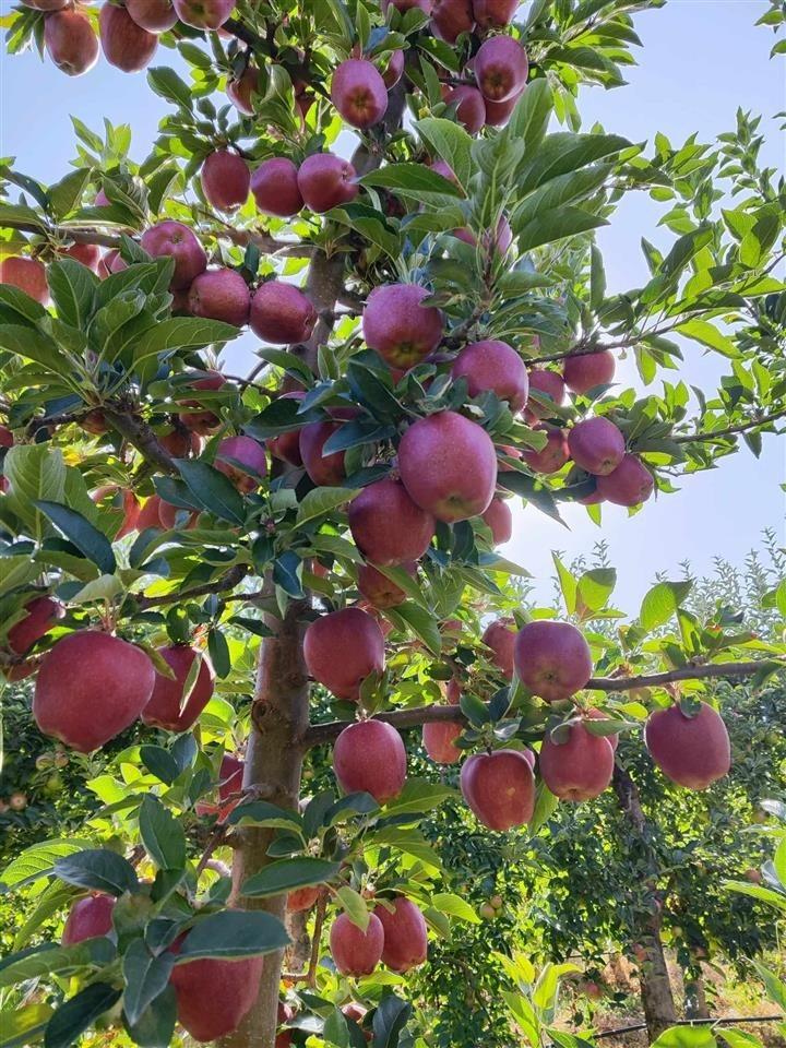 Sprzedam jabłka - odmiany pierwszej klasy muco, ajdare i red delishes