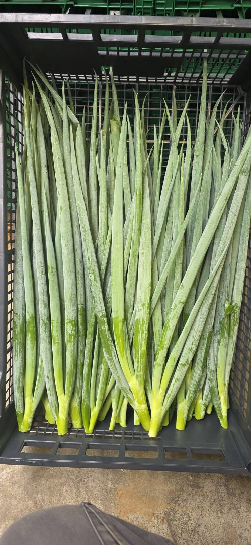Sprzedam szczypior w luzie , pakowany w skrzynkach po 4 kg