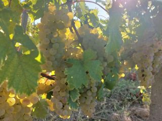 Struguri pentru vin de vanzare in podgoria Dragasani De