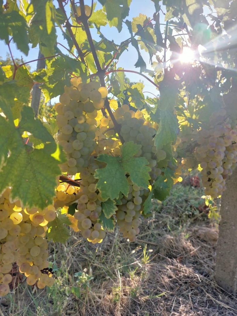 Struguri pentru vin de vanzare in podgoria Dragasani De vanzare cupaj de struguri din soiurile nobile muscat-ottonel, tamaioasa romaneasca si sauvignon