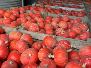 Sprzedam dynię Hokkaido odmiany FlexiKuri Ilość około 70 ton
