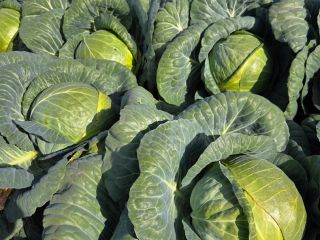 Sprzedam kapustę białą główki powyżej 7 kg i kiszoną