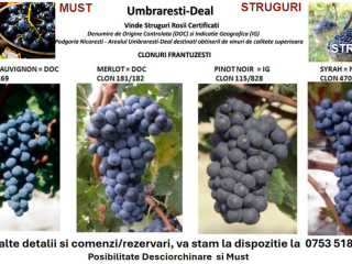 Winogrona z francuskich klonów, idealne do produkcji wysokiej jakości