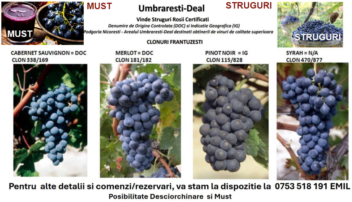 Winogrona z francuskich klonów, idealne do produkcji wysokiej jakości win, z winnicy Nicorești w regionie Umbrarești-Deal w okręgu Galati