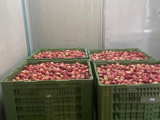 Gala devil 30t na sprzedaż w kartonie, pakowany po