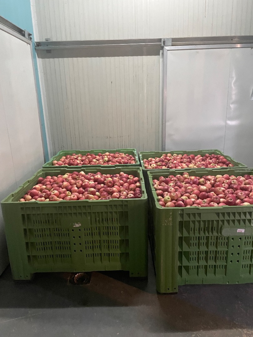 Gala devil 30t na sprzedaż w kartonie, pakowany po ok
