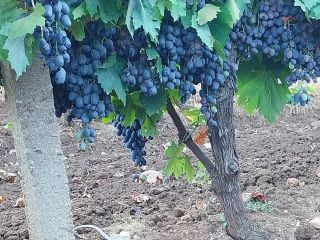 Winogrona deserowe Black Pearl