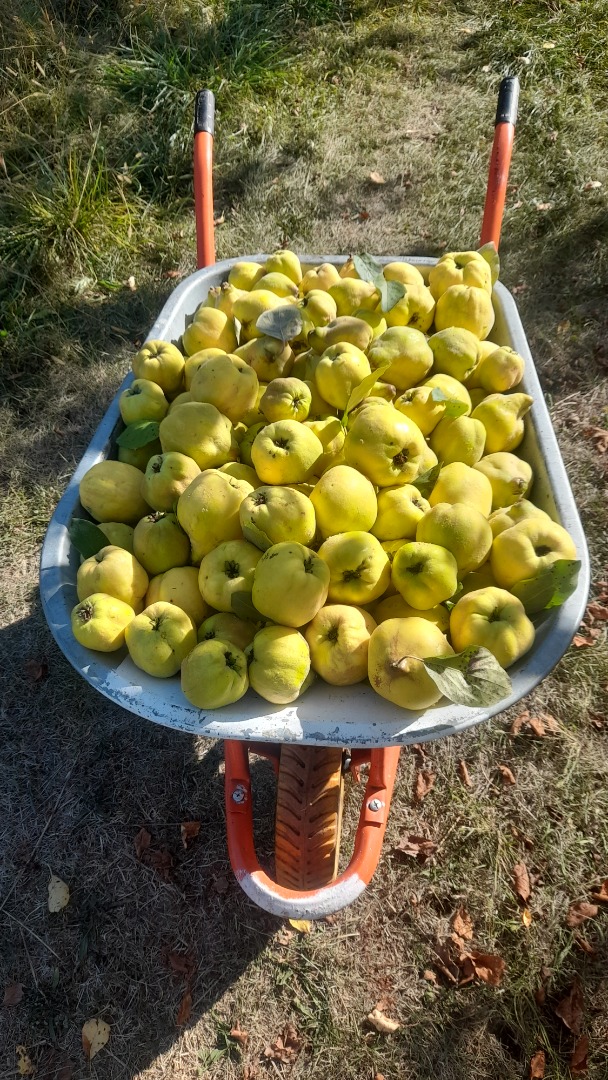 Sprzedam pigwę ekologiczną 500 kg