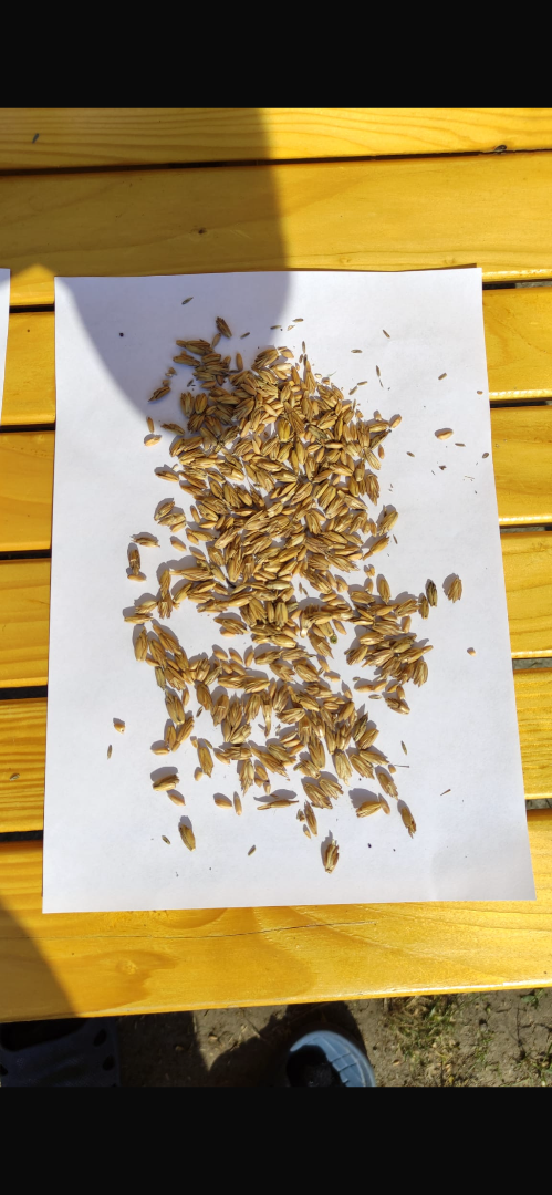Sprzedam Orkisz w łusce z 2026 Cena 2000/t Możliwa dostawa od 100kg Podkarpacie