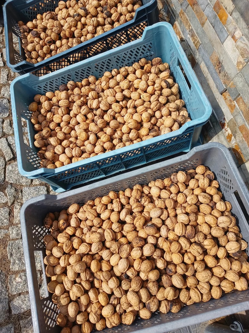 Sprzedam orzech włoski świeży, zbiór tego roczny, około 1 tony, cena 15 zł za kilogram, do negocjacji
