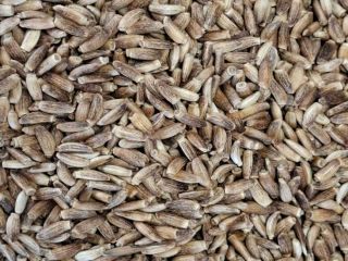 OFERTA: Ostropest plamisty (Silybum marianum) Towar: Ostropest plamisty (Silybum