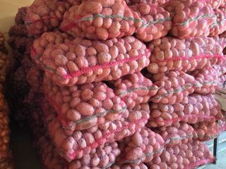 SPRZEDAM ZIEMNIAKI BELLA ROSA – KALIBER 55+ – DO